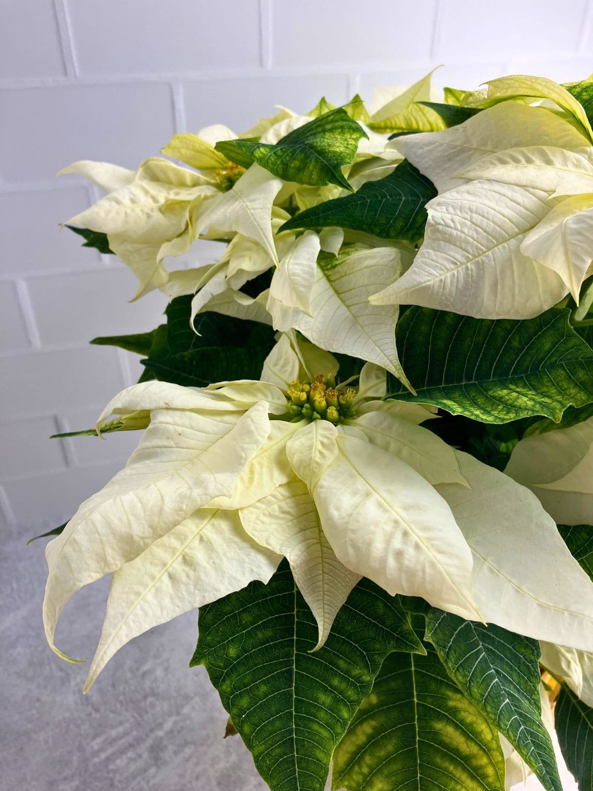 Close up of a white poinsettia with creamy white bracts surrounding small yellow green flowers and deep green leaves.