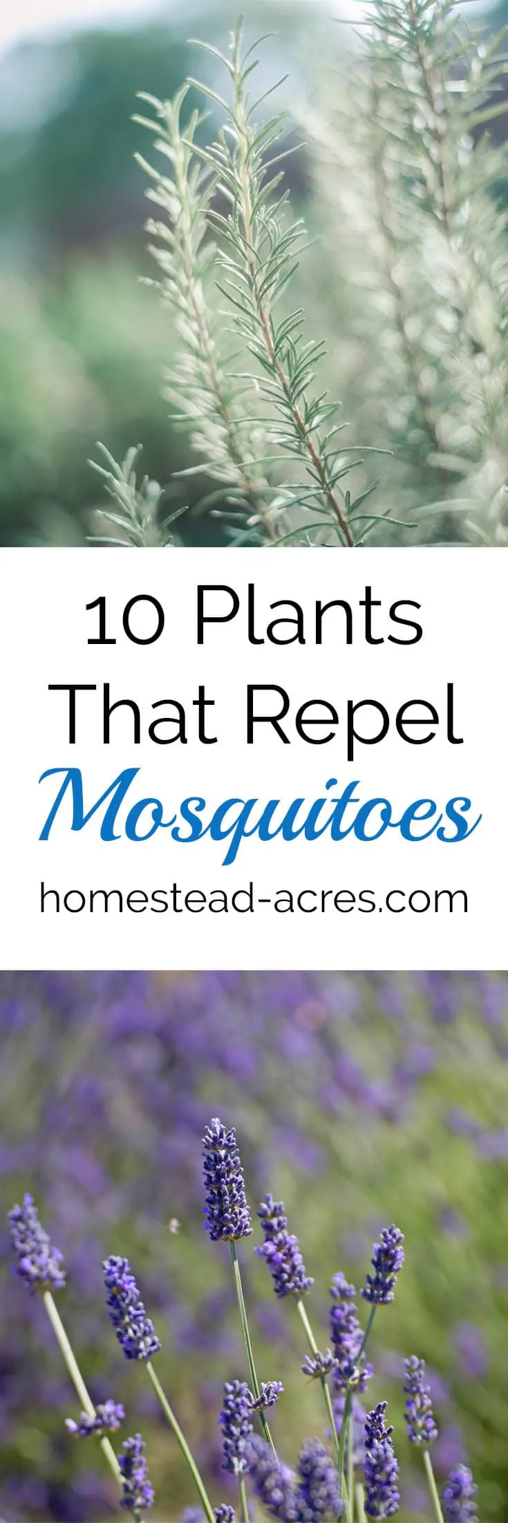 10 Plants That Repel Mosquitoes. Easy to grow flowers and herbs to help keep mosquitoes away.