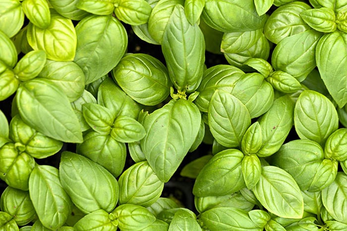 Basil plants help to keep mosquitoes away and other garden pests too!