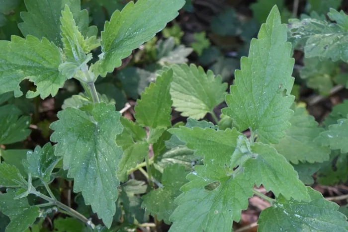 Catnip is a helpful plant to repel mosquitoes