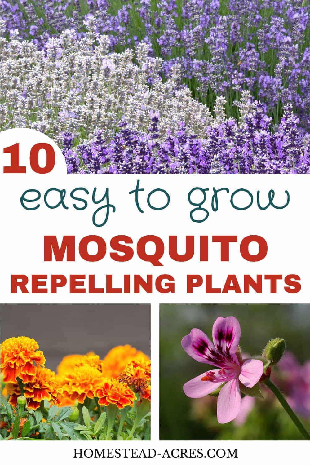 Easy To Grow Plants That Repel Mosquitoes