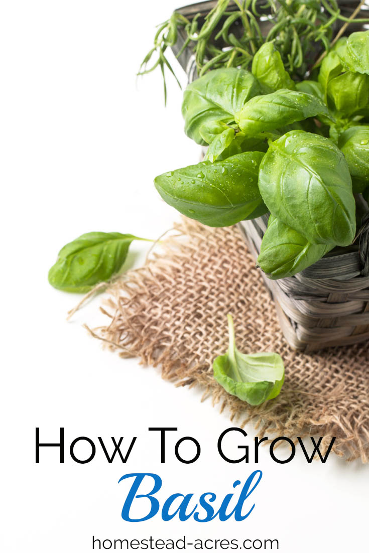 How To Grow Basil. Tips for planting, pruning, watering and harvesting basil plants in your garden.