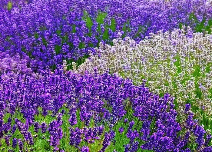 Lavender flowers help to keep mosquitoes away.