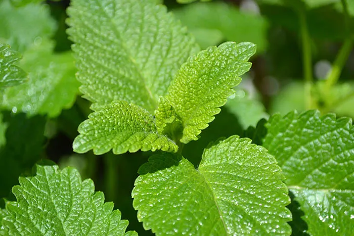 Lemon Balm is very effective at repelling mosquitoes and a helpful herb to have in your garden. 