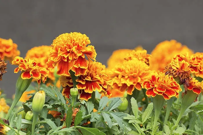 Marigolds are an annual flower that is great for keeping mosquitos away.
