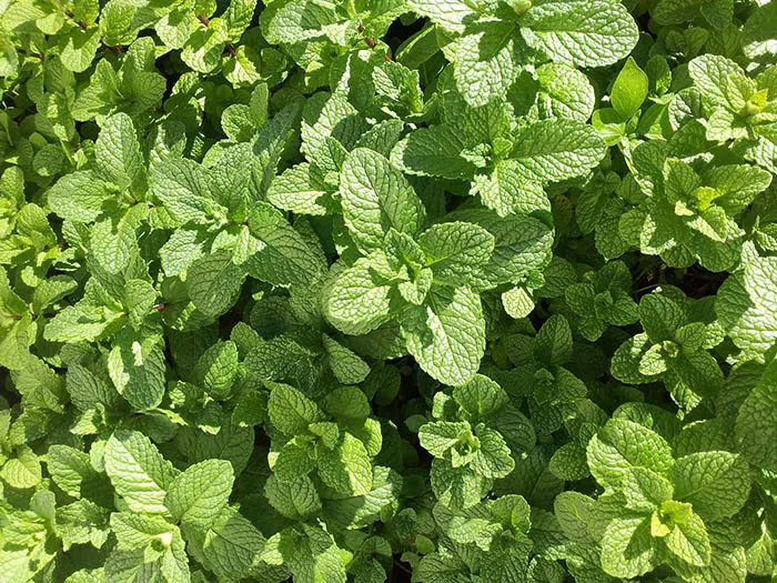 Peppermint helps to repel mosquitoes.