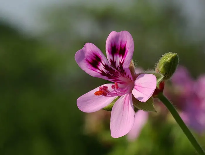 Scented geraniums are helpful in repelling mosquitoes