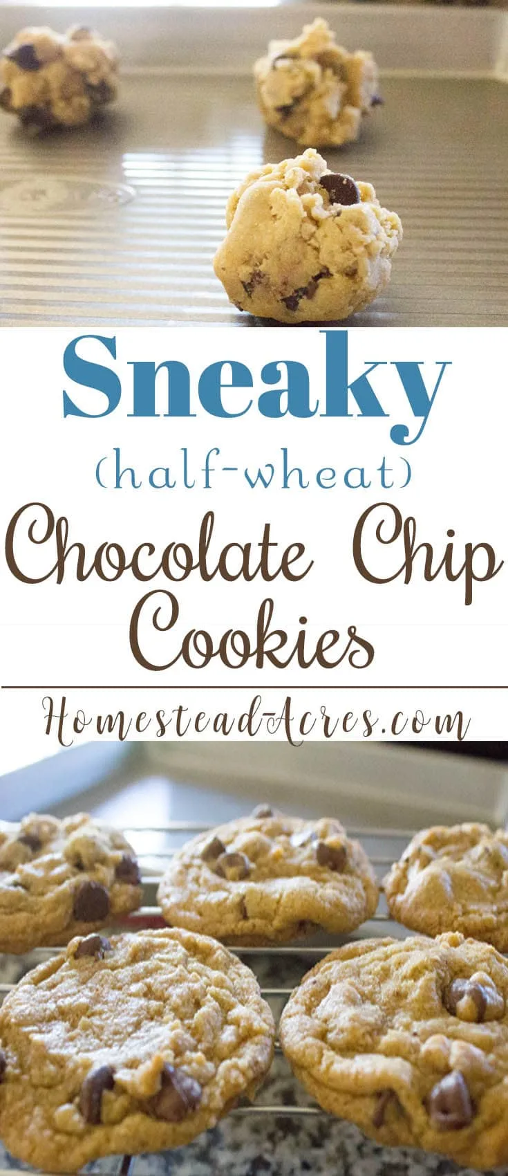 Perfectly Sneaky Chocolate Chip Cookies. Enjoy a healthier chocolate chip cookie with this recipe using half whole wheat flour. So yummy, knowone will ever know! www.homestead-acres.com