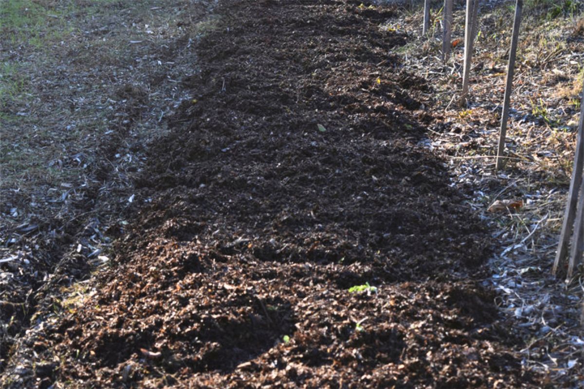 Fall planted potato patch planted and mulched.