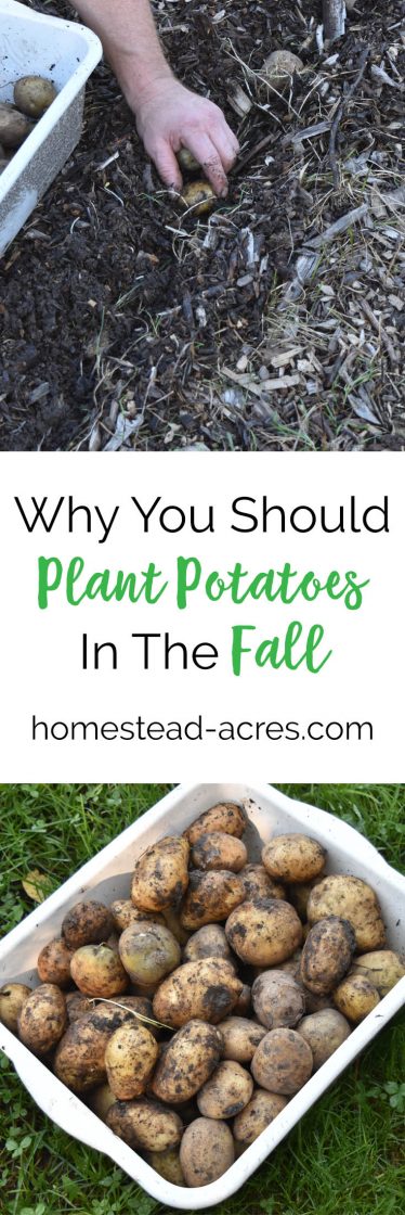 Planting Potatoes: How To Plant Potatoes In The Fall