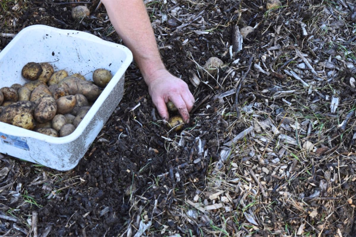 A hand is placing seed potatoes into trenches in the garden for fall planting potatoes.