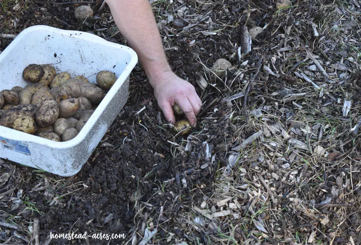 Fall planting seed potatoes into the garden.