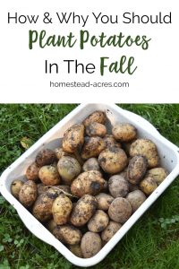 How to plant potatoes in the fall. Tips for fall planting potatoes for a great summer harvest. #gardening #plantingpotatoes