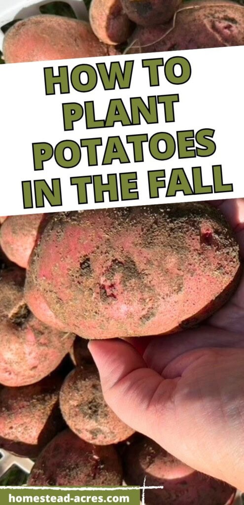 Planting Potatoes: How To Plant Potatoes In The Fall