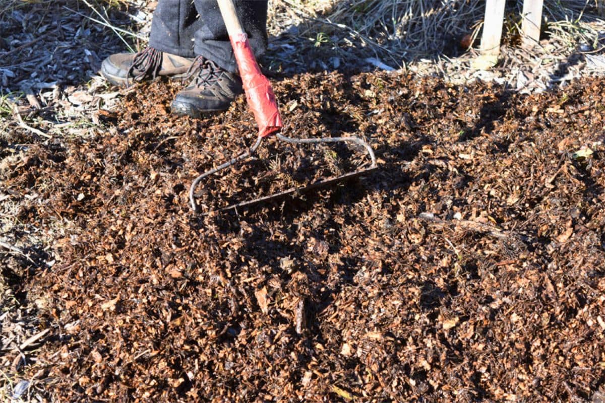 Raking mulch over the top of the potato beds.