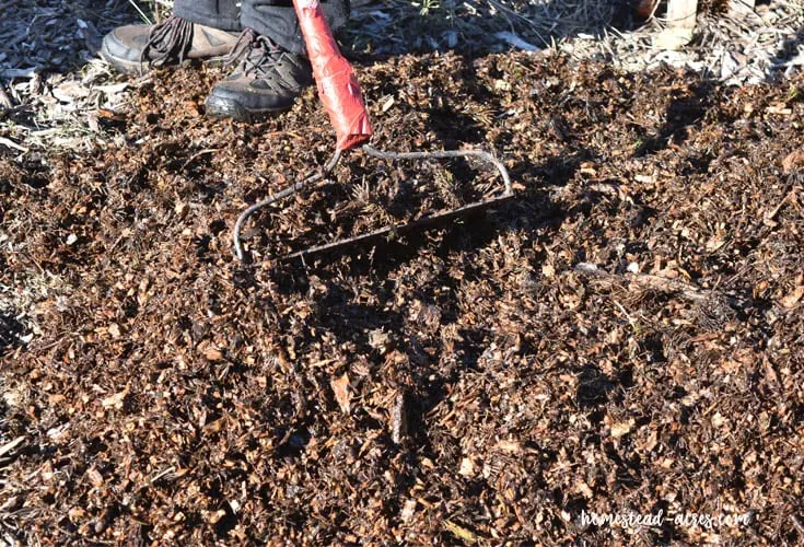 Mulching Potatoes