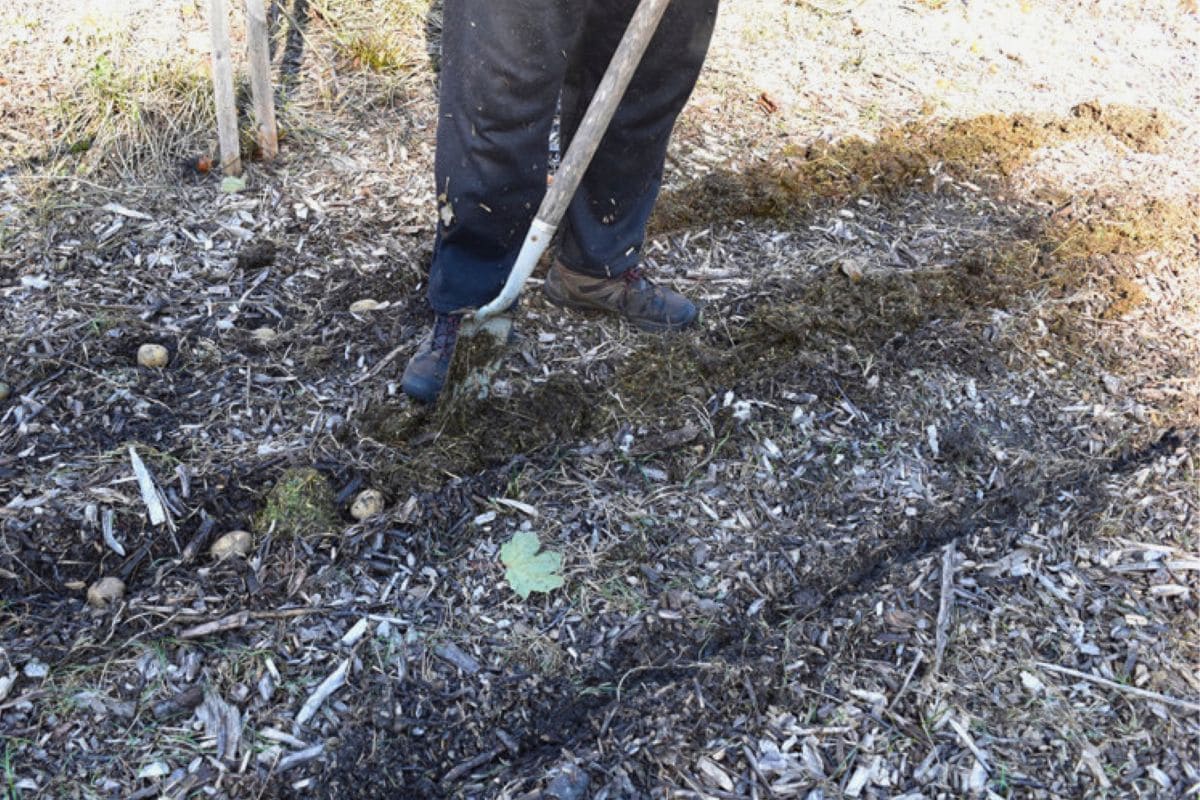 Covering seed potatoes with composted manure.