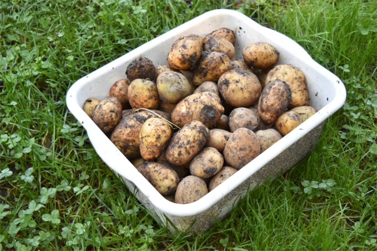 White bin of seed potatoes sitting in the grass.