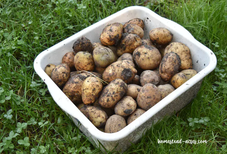 White bin of seed potatoes