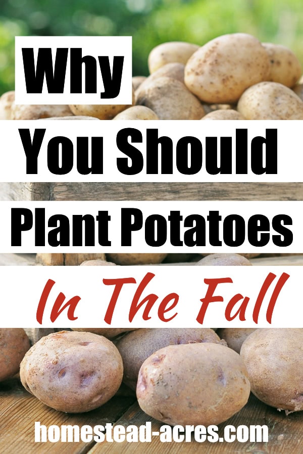 Planting Potatoes: How To Plant Potatoes In The Fall