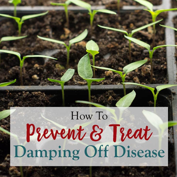 Ways to prevent and treat damping off disease in seedlings.