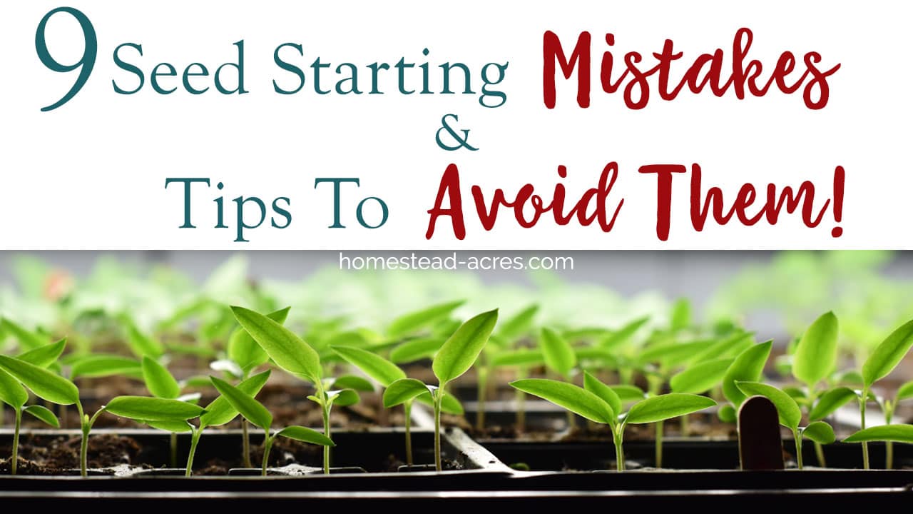 9 Indoor Seed Starting Mistakes Gardeners Make And Tips To Avoid Them