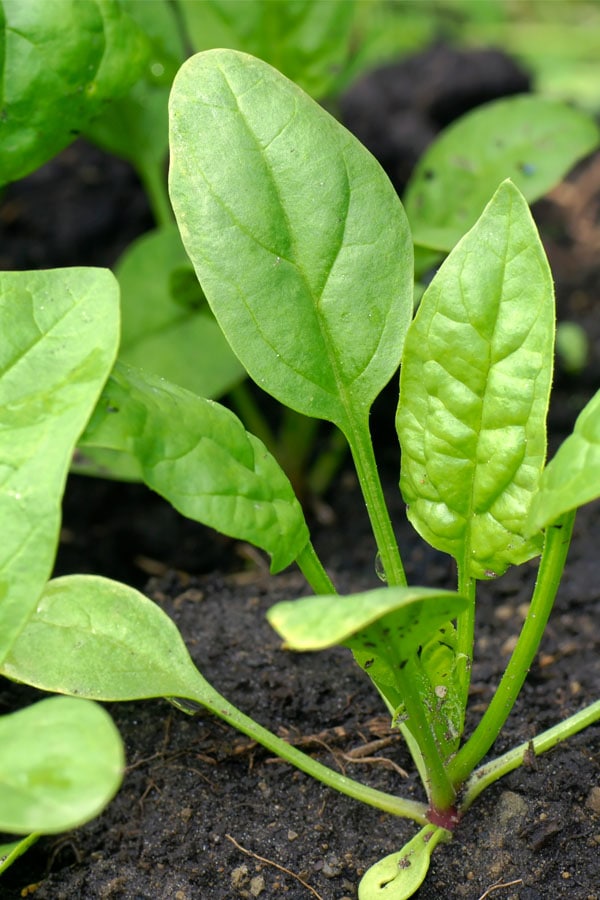 A young spinach plant growing in the garden.