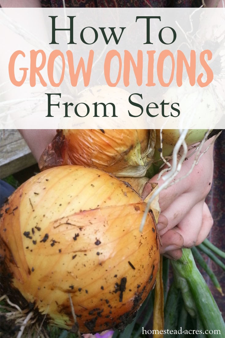 HOW TO GROW ONIONS FROM SETS: Would you like to grow your own onions? Onions are so easy to grow from sets if you follow these simple tips. Enjoy harvesting lots of onions from your backyard garden.