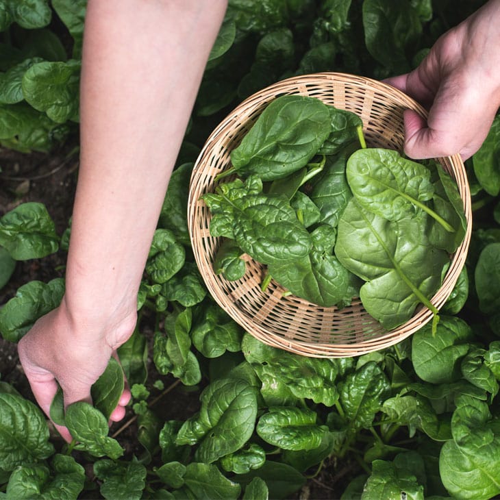 Growing Spinach