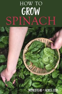 Growing Spinach: How to grow spinach from seed in your backyard vegetable garden. These easy tips will help you grow lots of tasty spinach and enjoy a long harvest.