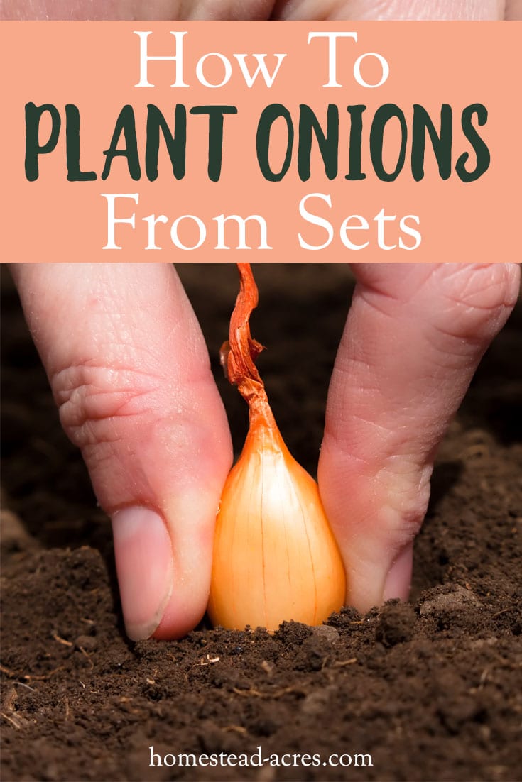 GROW ONIONS FROM BULBS: How to grow lots of amazing onions in your garden by planting onion bulbs. Learn how to select, plant, care for, harvest and store onions.