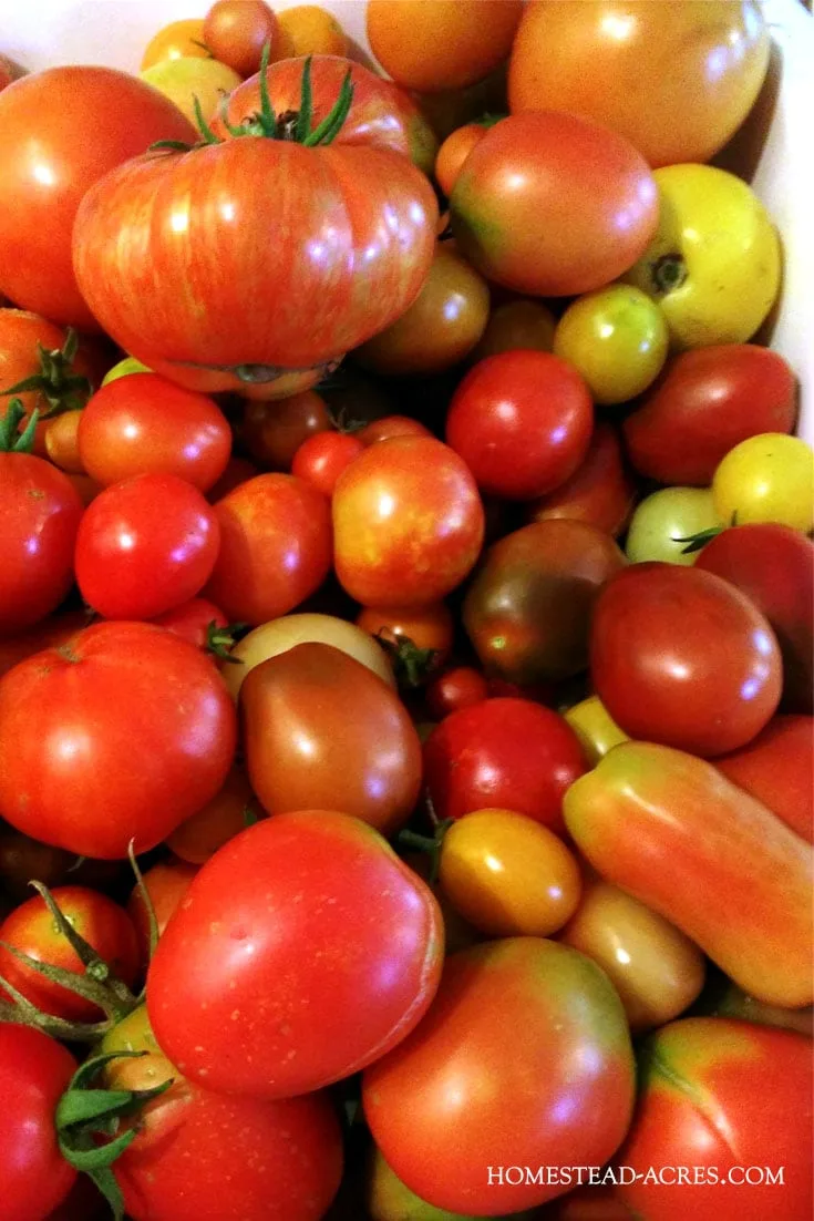 Back to Eden gardening helps you grow a ton of heirloom tomatoes and other garden crops easily!