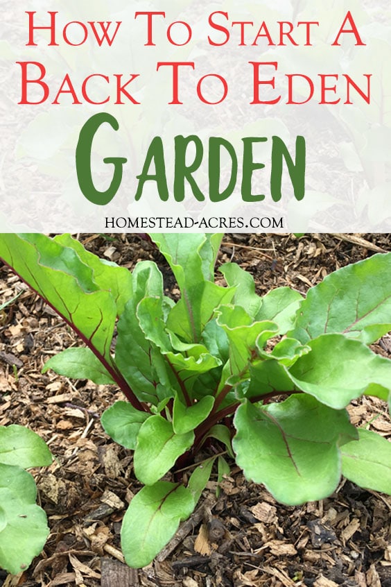 Beets growing in wood chip mulch. Text overlay says How To Start A Back to Eden Garden.