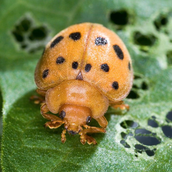 Mexican Bean Beetle Control