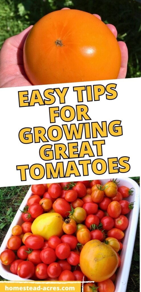 A collage of holding a yellow tomato and a white bin of red and yellow tomatoes. The text overlay says Easy Tips For Growing Great Tomatoes.