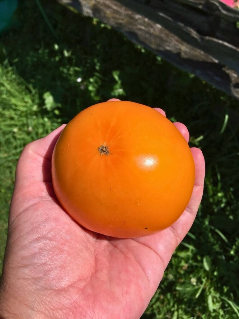 Holding a ripe yellow tomato in my hand.