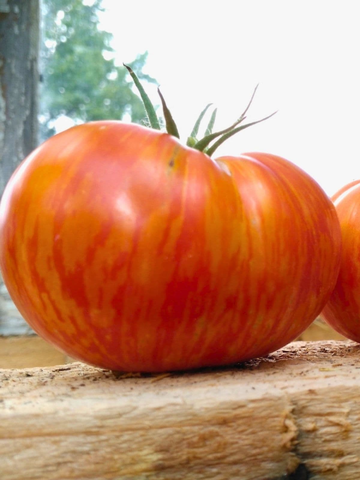 A red tomato with yellow stripes is sitting on a shelf.