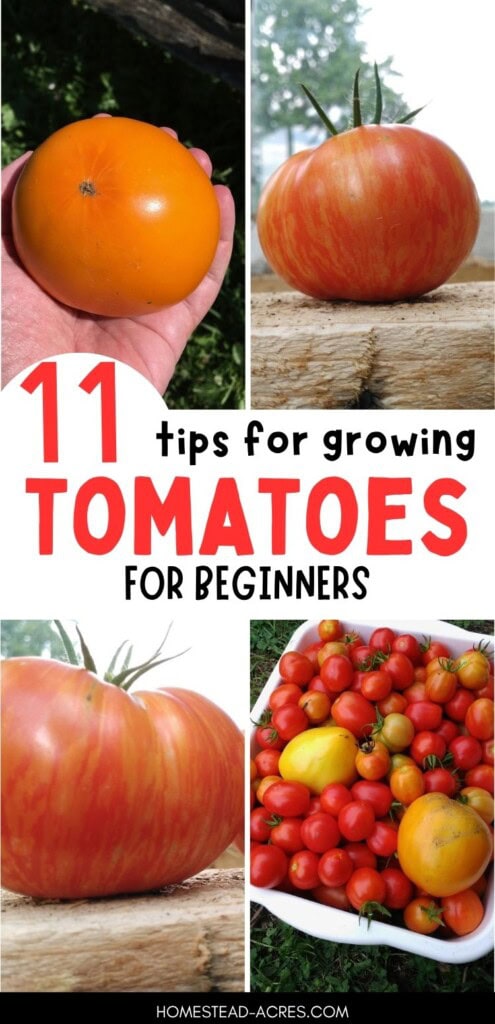 A collage of yellow tomatoes, red tomatoes and red and yellow striped tomatoes. The text overlay says 11 Tips For Growing Tomatoes For Beginners.