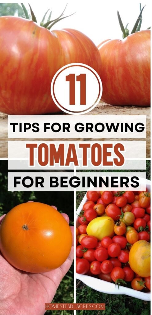 A collage of a white bin of red and yellow tomatoes, a hand holding a large yellow tomato, and a red and yellow striped tomato on a shelf. The text overlay says 11 Tips For Growing Tomatoes For Beginners.