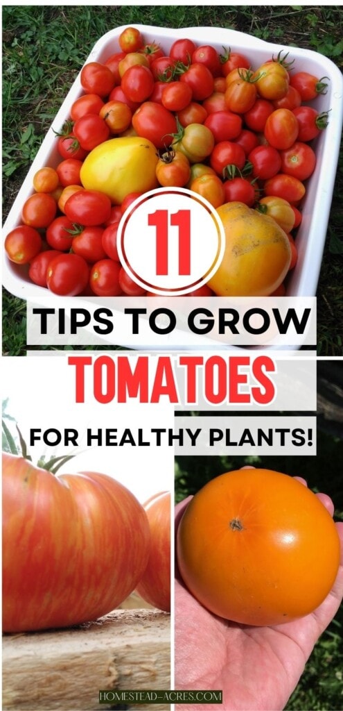 A collage of a white bin of red and yellow tomatoes, a hand holding a large yellow tomato, and a red and yellow striped tomato on a shelf. The text overlay says 11 Tips To Grow Tomatoes For Healthy Plants.
