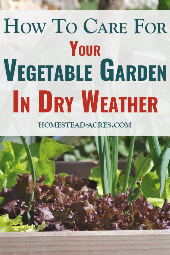 Caring For Vegetable Garden In Dry Weather