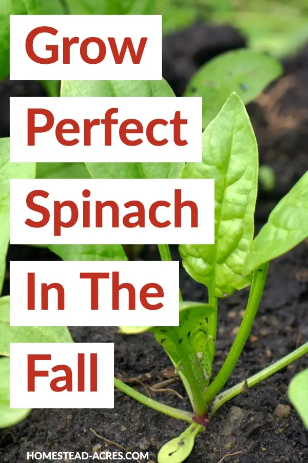 How To Grow Spinach In The Fall For The Best Spinach Homestead Acres