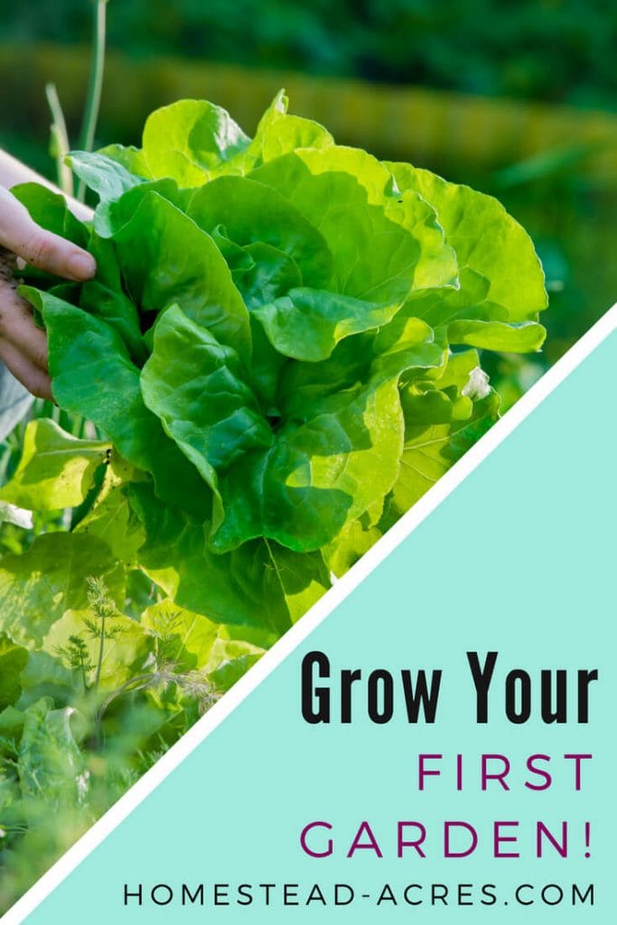 How To Start A Vegetable Garden For Beginners