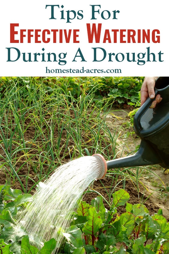 Tips For Effective Watering During A Drought text overlaid on a photo of a person watering beets with a watering can.