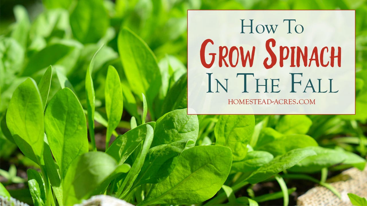 How To Grow Spinach In The Fall For The Best Spinach Homestead Acres