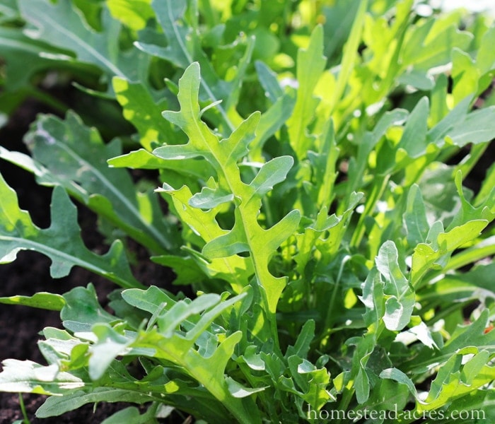 Arugula What To Grow In A Fall Garden