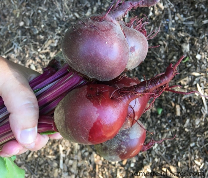 Growing Beets - What To Plant In A Fall Garden