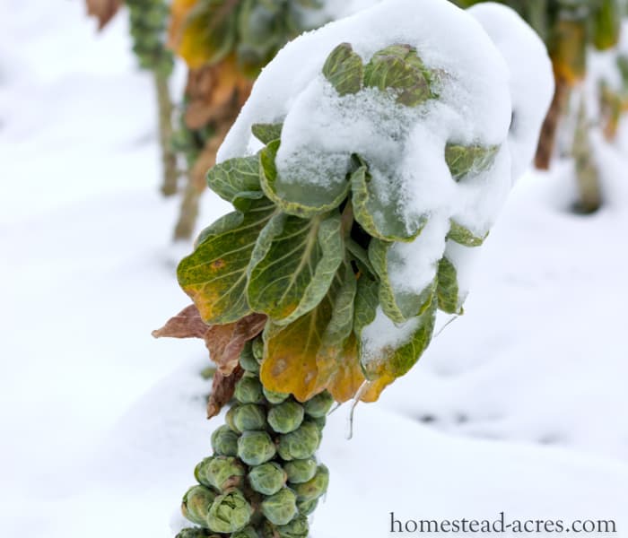 Brussels Sprouts What To Grow In A Fall Garden