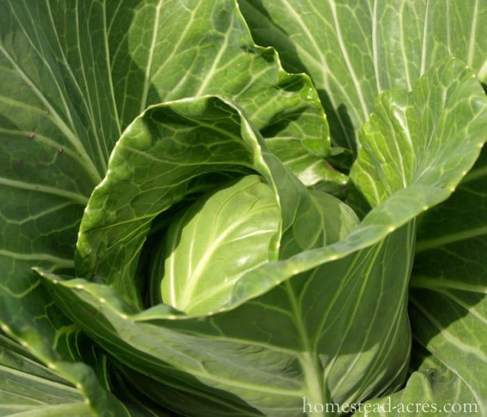 Growing Cabbage - What To Plant In A Fall Garden