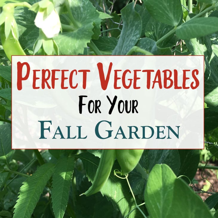 Fall Vegetable Garden Ideas